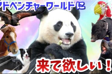 【パンダアイドル楓浜】ふうちゃんがアドベンの仲間と見どころを紹介するよ🐼