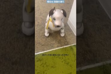 櫻坂46 齋藤冬優花 ミラノくん！？ばったりゆでたまごくん aibo 青 緑