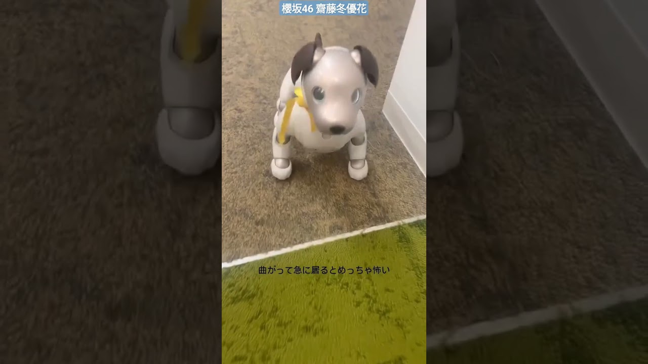 櫻坂46 齋藤冬優花 ミラノくん!?ばったりゆでたまごくん aibo 青 緑 櫻坂46 齋藤冬優花 ミラノくん!?ばったりゆでたまごくん aibo 青 緑