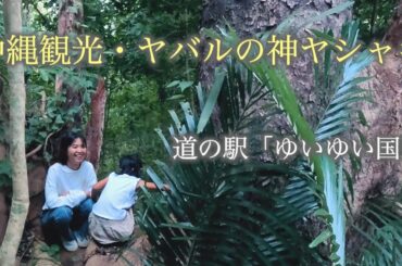 「沖縄観光・ヤンバルの神ヤシャギと道の駅「ゆいゆい国頭」しおりん家のおいしい休日！沖縄やんばるで暮らすしおりファミリー南国日常Vlog　okinawa