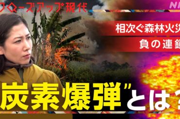 【炭素爆弾】世界中で相次ぐ森林火災によって発生する負の連鎖とは？”地球沸騰化”の最前線を桑子キャスターが取材【クロ現】| NHK