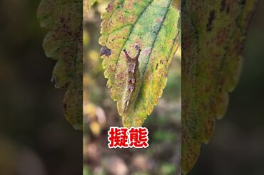 【チョウヤバい！】体の色が変わる幼虫！？オオムラサキ、大紫、Sasakia charonda