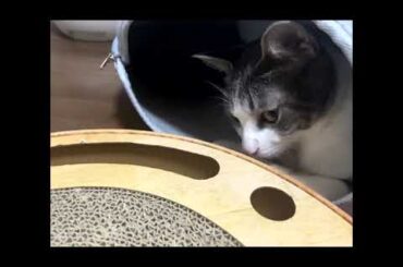 ドーナツの中のアッシュくん２