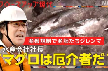 【海の混乱】なぜ漁師たちはマグロが獲れても逃したり投棄したりするのか？漁獲規制の問題点とその原因を解説(語り:小松未可子)【クロ現】| NHK