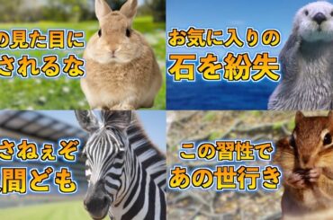 【総集編】アホな動物達とあなたの知らない世界