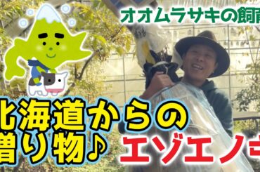 【この木なんの木？！】北海道産のエノキ？！オオムラサキ飼育の新しい挑戦！