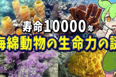 海綿動物の驚異的な生命力と生態の謎【ずんだもん解説】