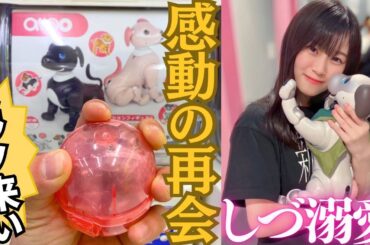 【櫻坂46】しづの笑顔のため…！『aiboアクションフィギュア2』ガチャを″ミラノ風アイボ″出るまで回したら恐ろしい結末に…【山下瞳月】