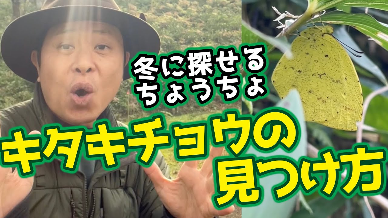 冬も蝶はいる!?成虫で越冬するちょうちょ、キタキチョウを探せ! 冬も蝶はいる!?成虫で越冬するちょうちょ、キタキチョウを探せ!