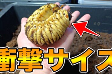 ２年以上経っても羽化する雰囲気の無い幼虫を確認した結果