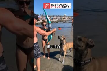 遊びたいが止まらないワンちゃんの行動
