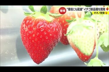 暖房使わずコスト削減！イチゴ４品種をオオノ開發開発　収穫２割ＵＰ「農家にメリット」【愛媛】 (23/12/14 18:54)