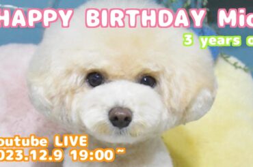 トイプードルの三桜３歳誕生日記念配信【#1】