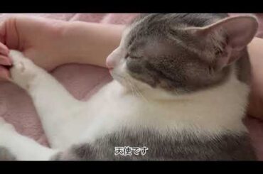 腕まくらアッシュくん