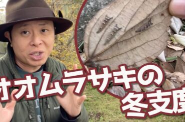 【ゆっくり早く歩くチョウ】幼虫で冬を過ごすちょうちょ？！オオムラサキ！冬越しが始まりました。大紫、Sasakia charonda