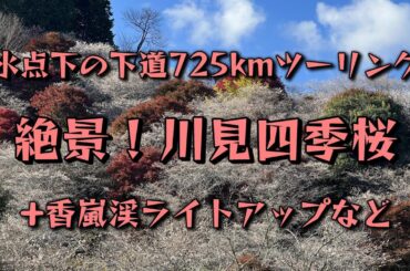 【絶景】川見四季桜と香嵐渓の紅葉を見てきたよ【下道745km 19時間！】