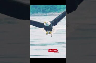 the really ocean fighter #ytshort #youtuber #photography