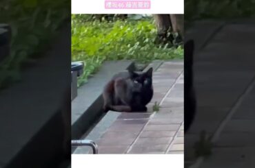 櫻坂46 藤吉夏鈴 黒ネコとMステサンタ♪ ミュージックステーション SUPER LIVE 2023