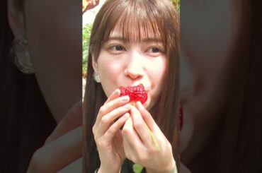【いちご大好き】特技は苺の大食いという雪平莉左が行く初めてのロケは越後姫でした #雪平莉左 #いちご #越後姫 #新潟