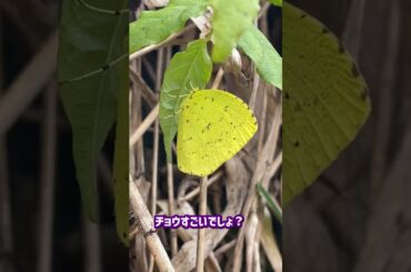 寒くても死なない？！細い脚で頑張るキタキチョウ！ #shorts