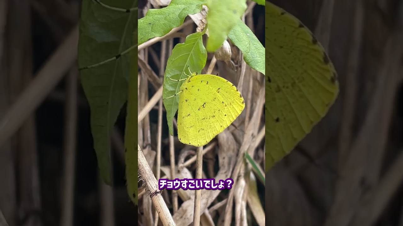 寒くても死なない?!細い脚で頑張るキタキチョウ! #shorts 寒くても死なない?!細い脚で頑張るキタキチョウ! #shorts