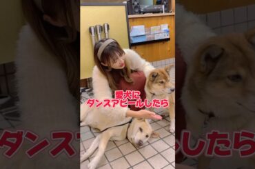愛犬にダンスでアピールしてみたら、、、#tiktok #shorts #やってみた