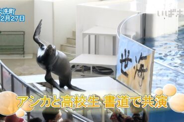 アシカと高校生 書道で共演【いばキラニュース】R5.12.28