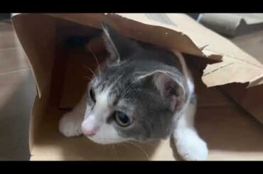 袋の中のアッシュくん