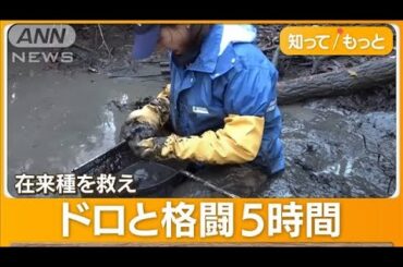 池の水すべて抜く…　生態系を荒らす“最強外来種”一掃作戦に密着【詳細版】【知ってもっと】【グッド！モーニング】(2023年12月26日)