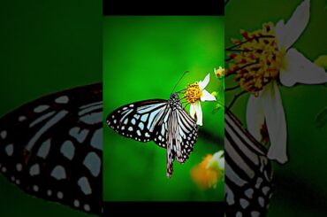 Beautiful Butterflies of Ishigaki Island, Japan. 石垣島の蝶　#shorts