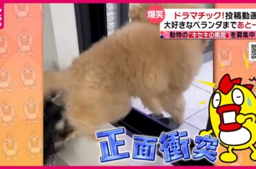 【投稿動画】トイプードルが網戸に気づかず…『every.特集』