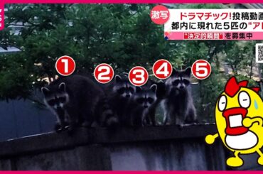 【投稿動画】窓の外に現れたのは…『every.特集』