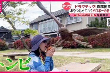 【投稿動画】おやつ泥棒 衝撃の瞬間！『every.特集』