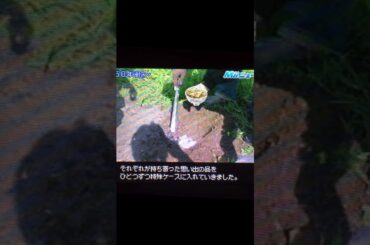 堀北真希の宝物 #shorts