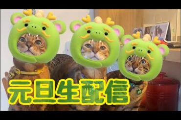 【生配信1/1】明けましておめでとうございます生配信🎍🐲