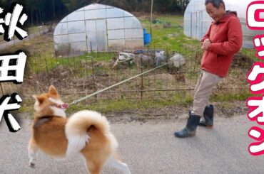 【秋田犬】散歩のロックオンさせない方法