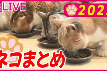 【2023ネコまとめ】予期せぬ事態に焦るネコ/ 病院行きたくないネコ/ 目を開いたまま眠るネコ/ 車に隠れていた“生き物”/フタにはまったネコ など　どうぶつニュースライブ（日テレNEWS LIVE）