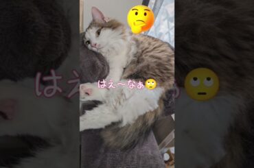 お迎えして一年になりました!!　#shorts #cat #マンチカン #ノルウェージャンフォレストキャット #ねこ #多頭飼い #猫