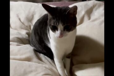 ふみふみアッシュくん