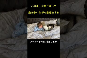 寄り添ってお昼寝をする一匹のハスキーと一人の子供。