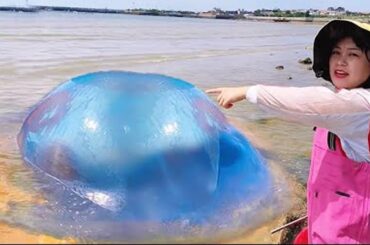 【English sub】小章赶海，巨大蓝色水母像大珍珠，好多比目鱼搁浅沙滩，海鳗自相残杀 #jellyfish #pearl #eel#水母 #珍珠 #鳗鱼