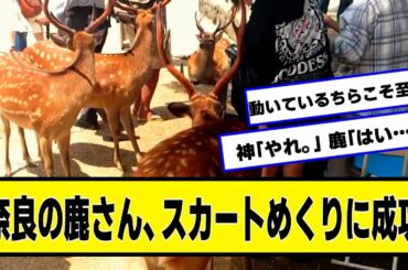 鹿さん、スカートめくりに成功【ネットの反応】#美女bra