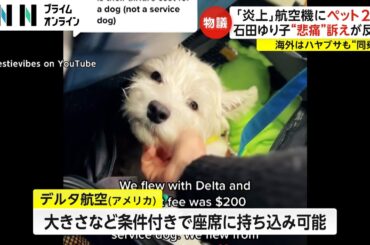 「家族として最善を尽くす権利を」炎上航空機にペット2匹…石田ゆり子さんの投稿が反響呼ぶ　カタール航空はハヤブサ同乗可