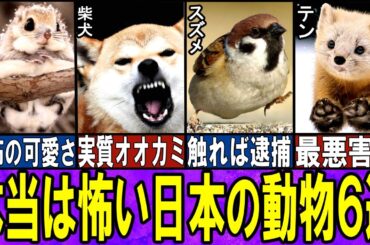 【海外大絶賛】魅力的だけど、怖い日本の動物６選【ゆっくり解説】【動物おもしろ雑学】