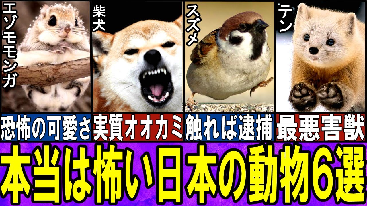 【海外大絶賛】魅力的だけど、怖い日本の動物6選【ゆっくり解説】【動物おもしろ雑学】 【海外大絶賛】魅力的だけど、怖い日本の動物6選【ゆっくり解説】【動物おもしろ雑学】