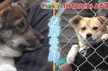 【公式】1月12日(金)「坂上どうぶつ王国」予告