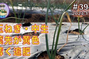 【玉ねぎ・追肥】中生１回目の追肥、薄く撒く。第394話  #オーガニック栽培 #家庭菜園