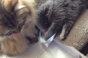 モコとふうちゃんが仲良くしてると思ったら大喧嘩が始まった。。