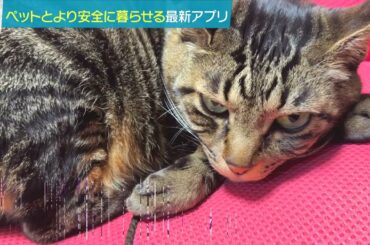 ペット×クラウド　迷子犬の保護や猫の痛みを察知（クラウドダンディ#18 2023年10月7日OA分）