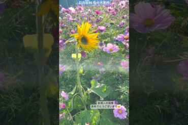 日向坂46 佐々木美玲 新成人の皆様おめでとうございます！